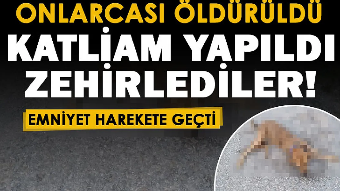 İzmir'de katliam yapıldı: Onlarcası öldürüldü! Herkes şokta: Zehirlediler
