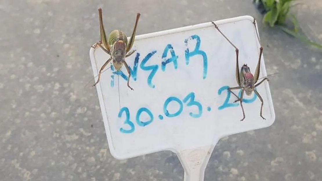 İzmir'deki çekirge istilasına ilişkin Tarım ve Orman Müdürlüğü'nden flaş açıklama!