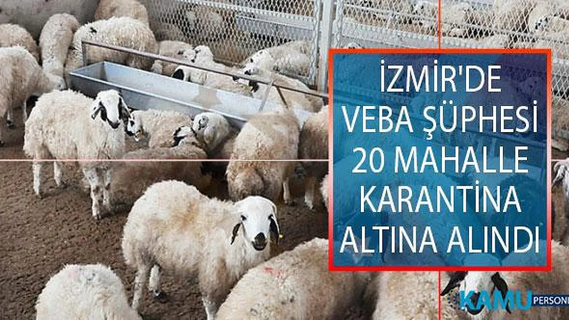 İzmir'in Bergama İlçesinde Veba Şüphesi! 20 Mahalle Karantina Altına Alındı