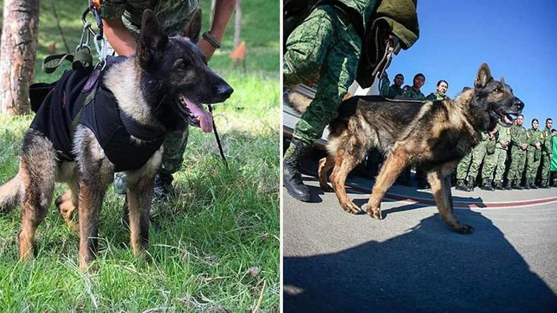 Kahraman köpek Proteo enkazdan 3 kişiyi kurtarmıştı! Vefat eden Meksika'lı köpek için cenaze töreni yapıldı!