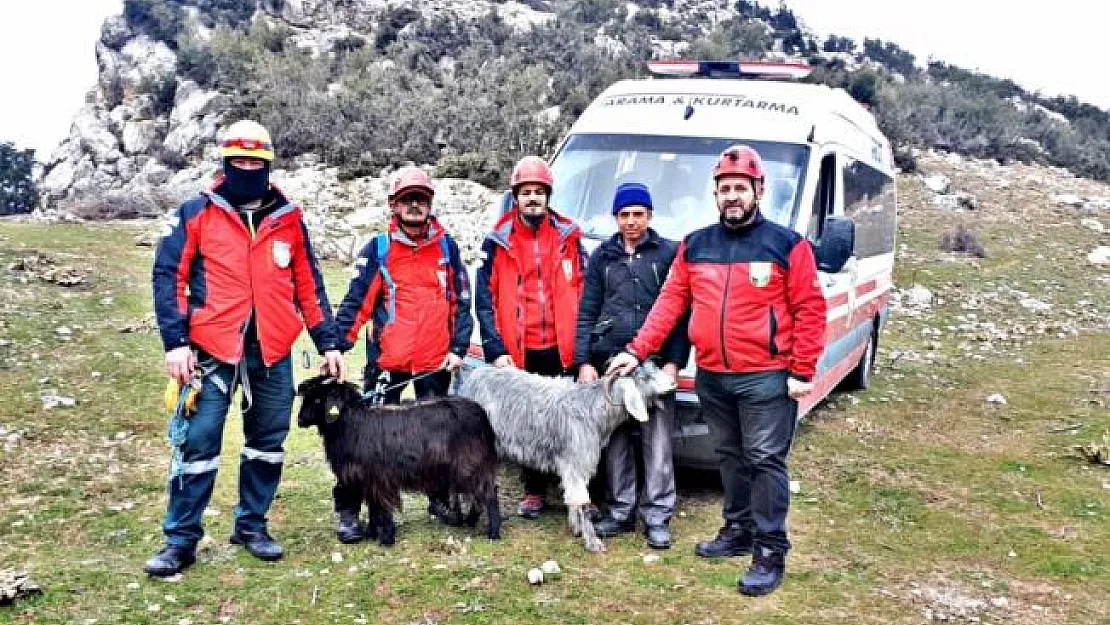 Kayalıklarda mahsur kalan keçileri AKUT kurtardı