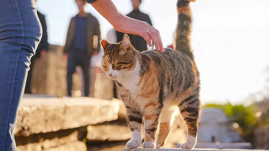 Kediler Pisi Pisi deyince neden bakar? Pisi pisinin gizemi çözüldü: Uzmanlar açıkladı!