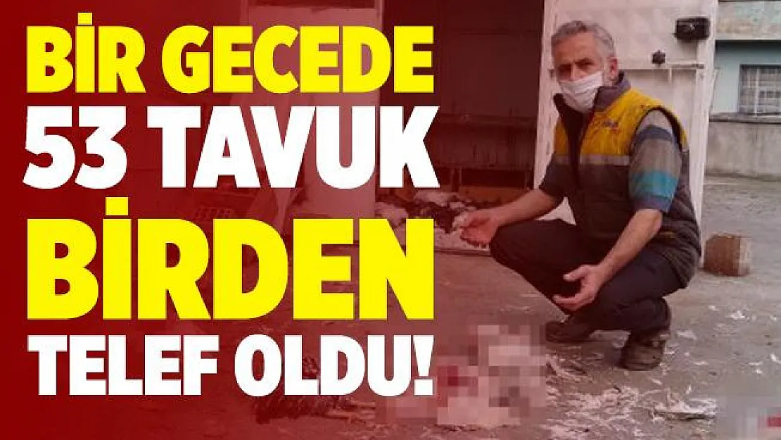 Kimse yetişemedi! 53 tavuk birden telef oldu!