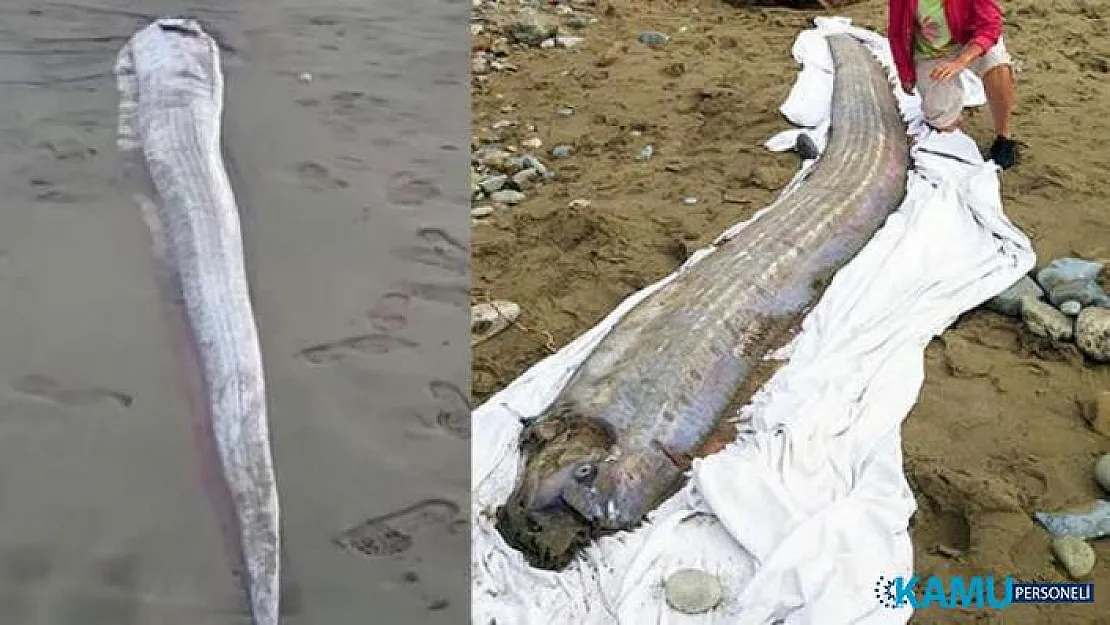 Kıyıya vuran kürek balığı panik yarattı! Büyük depremin habercisi olarak biliniyor...