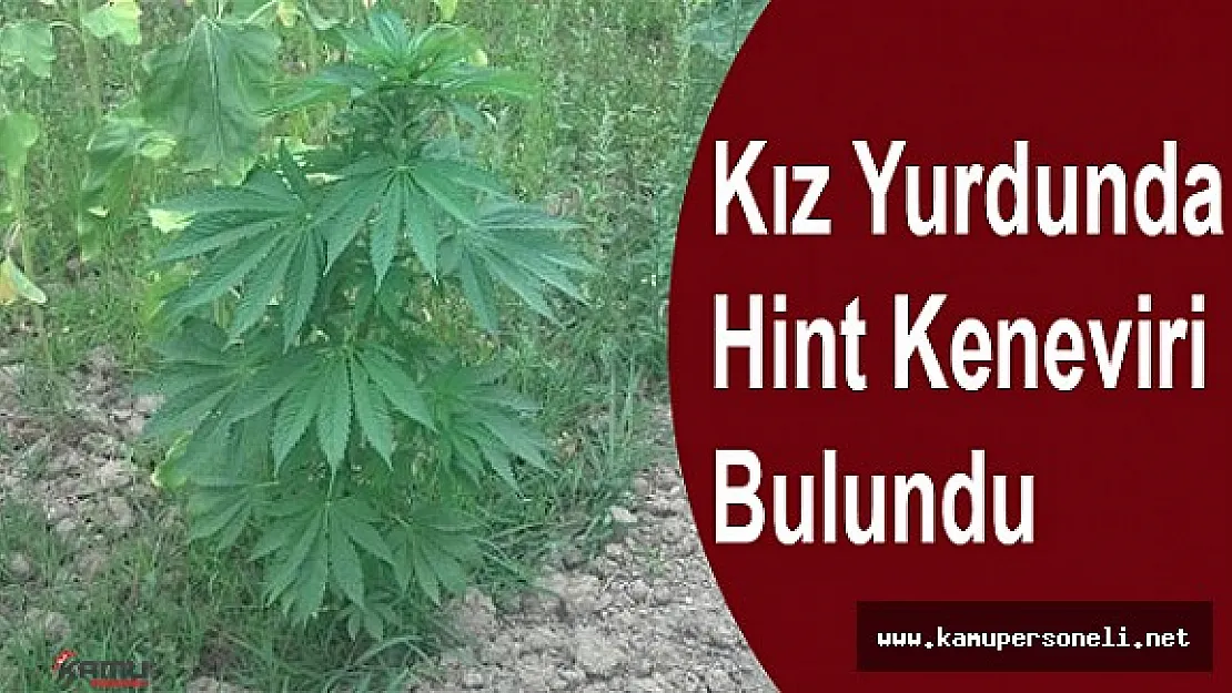 Kız Yurdunda 897 Kök Hint Keneviri Bulundu