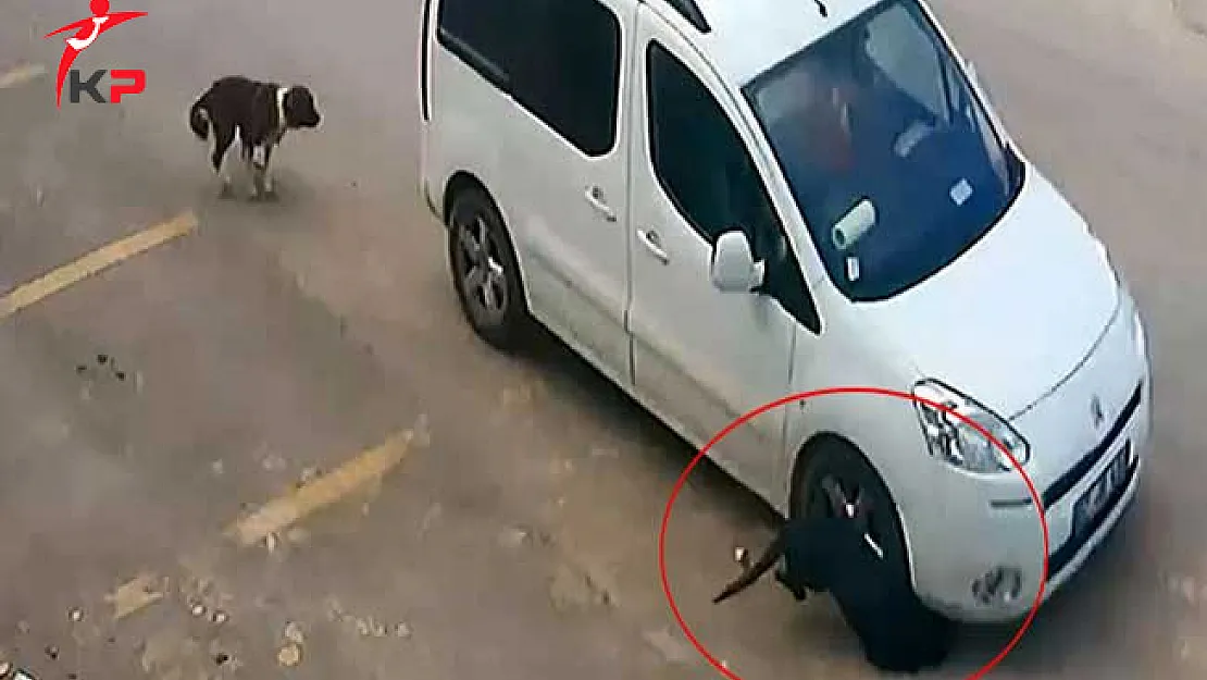 Köpeği Ezen Sürücü'nün Akıllara Durgunluk Veren İfadesi