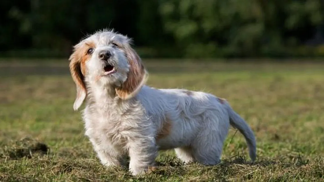 Köpeklerin havlamasını yasaklayan belediye başkanı Dünya gündeminde yer aldı