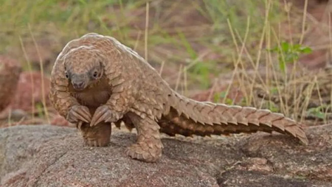 Korona virüsü pangolin denilen bir memeliden yayıldığı ortaya çıktı!