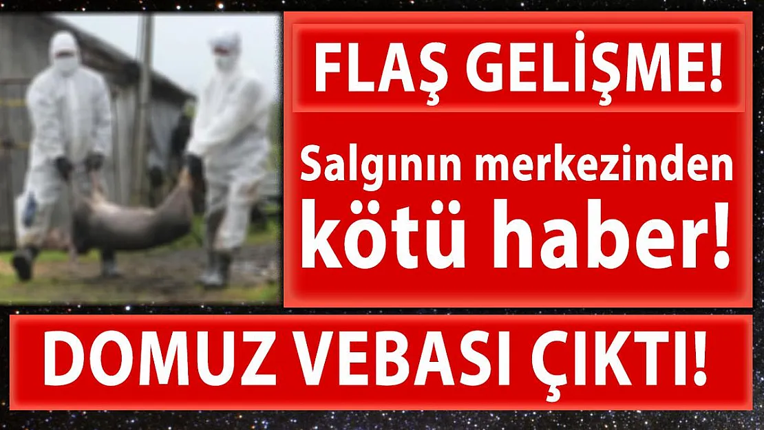 Koronanın başlangıç noktasından korkutan haber! Domuz vebası tespit edildi!