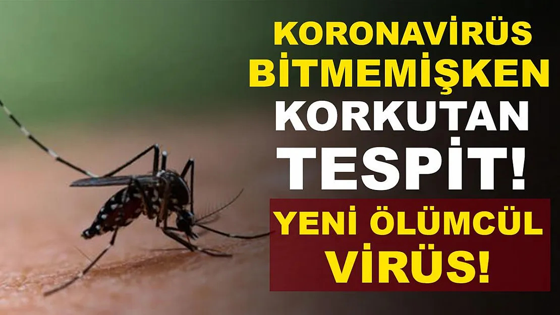Koronavirüs bitmeden korkutan tespit! Sivrisineklerden yayılan ölümcül virüs bulundu!