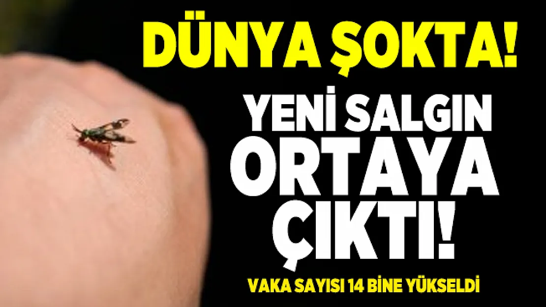 Koronavirüs salgını bitmeden sineklerden bulaşan yeni salgın ortaya çıktı! Vaka sayısı 14 bine yükseldi
