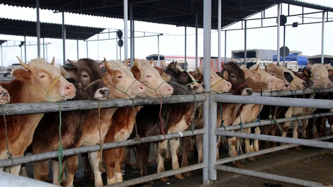 Koronavirüs tedbirleri kapsamında en büyük hayvan pazarı geçici olarak kapatıldı!