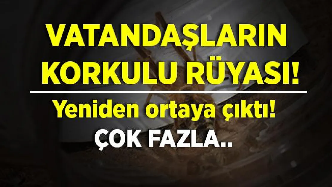 Koronavirüs ve kene derken, şimdi de o ortaya çıktı! Vatandaşların korkulu rüyası oldu! Çok fazla var!