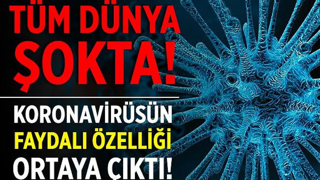 Koronavirüste herkesi şoke eden gelişme! Faydalı özelliği ortaya çıktı!