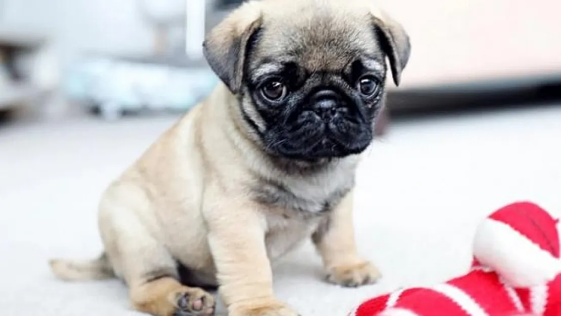 Koronavirüste korkulan oldu! Evcil köpekte virüs tespit edildi!