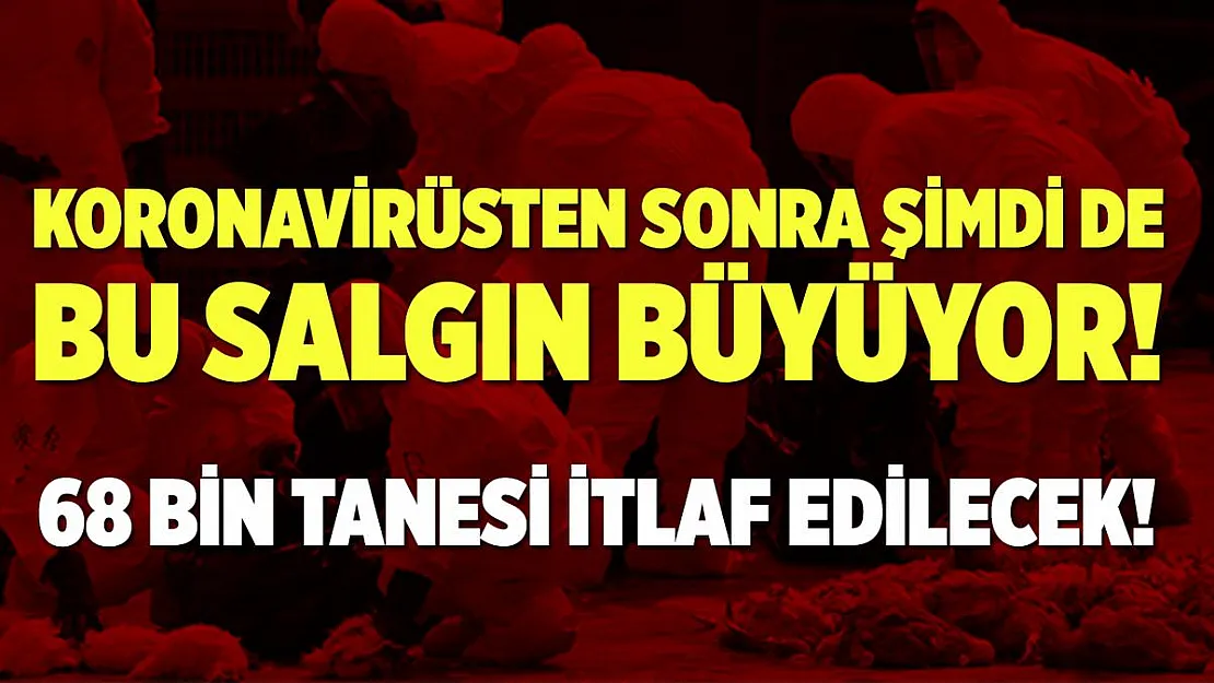 Koronavirüsten sonra bu salgın paniği de artıyor! 68 bin tanesi itlaf edilecek!