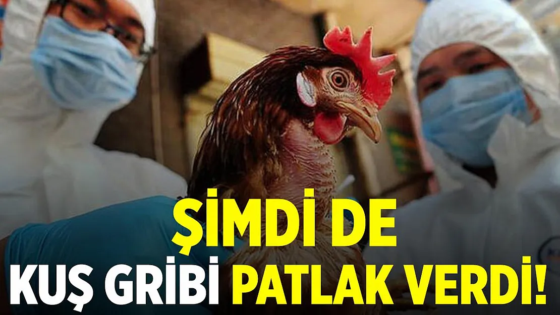 Koronavirüsten sonra kuş gribi de hızlı bir şekilde yayılıyor!