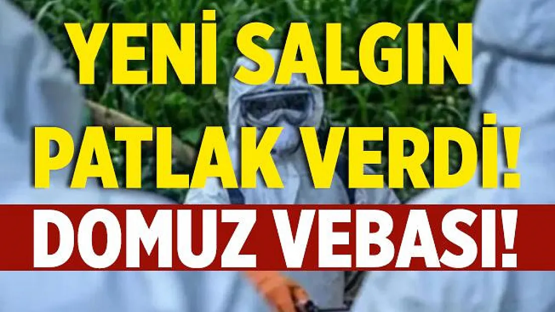 Kötü haberler bitmek bilmiyor! Şimdi de Afrika domuz vebası çıktı!