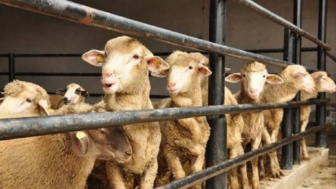 Kurban Bayramı Ne Zaman? Kurban Bayramı Tatili 9 Gün Oldu Mu?
