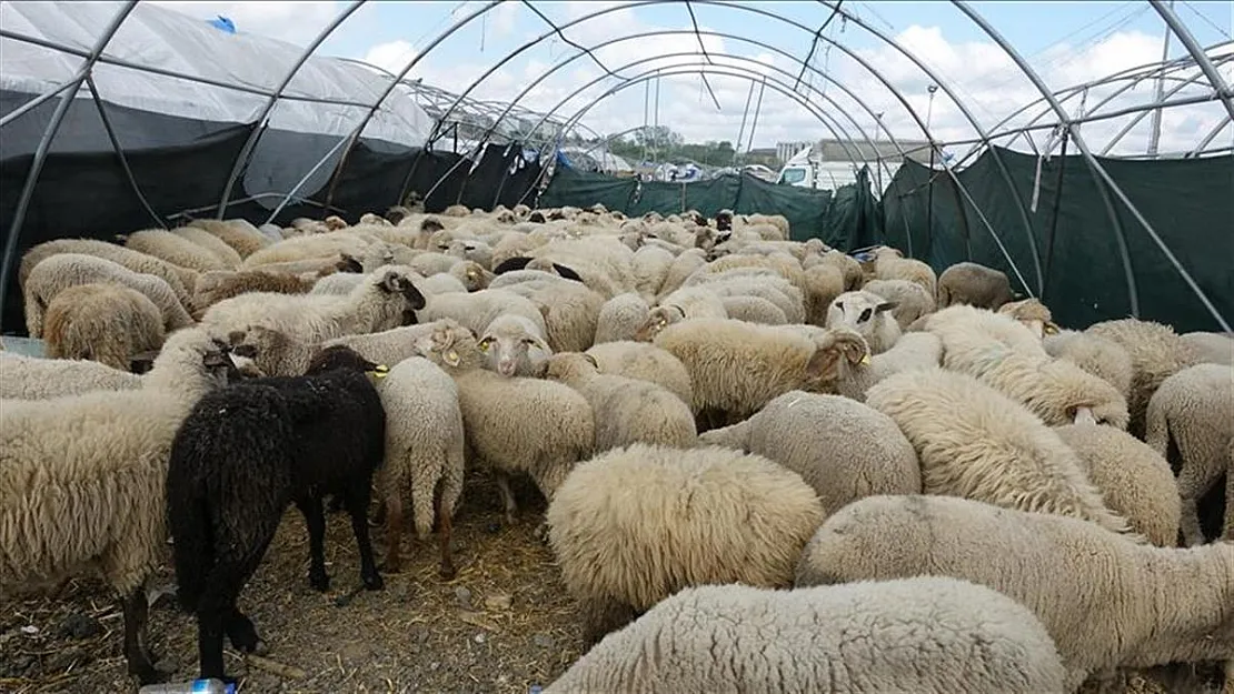 Kurban Bayramı Yaklaşırken Kurbanlık Fiyatlarında Son Durum Belli Oldu!