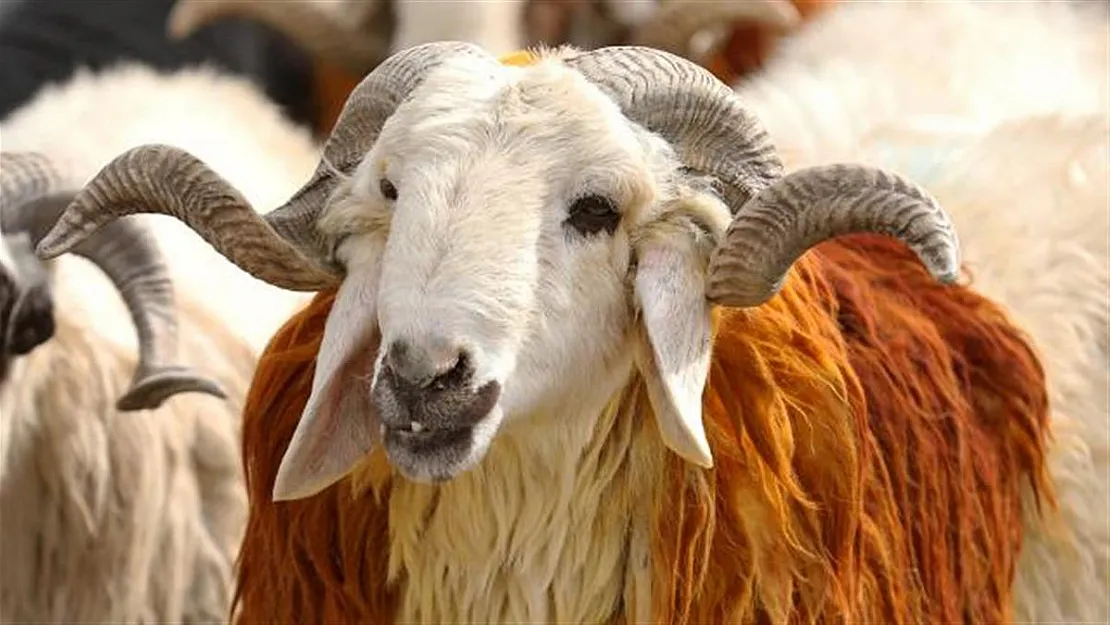 Kurban Bayramı yaklaşırken uyarı geldi! Kurban kesecekler dikkat!
