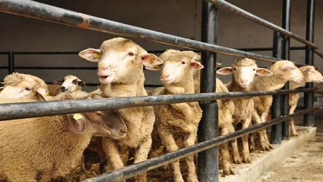 Kurban Bayramı yaklaşırken yetkililer açıkladı! Kurbanlık seçiminde nelere dikkat edilmeli?