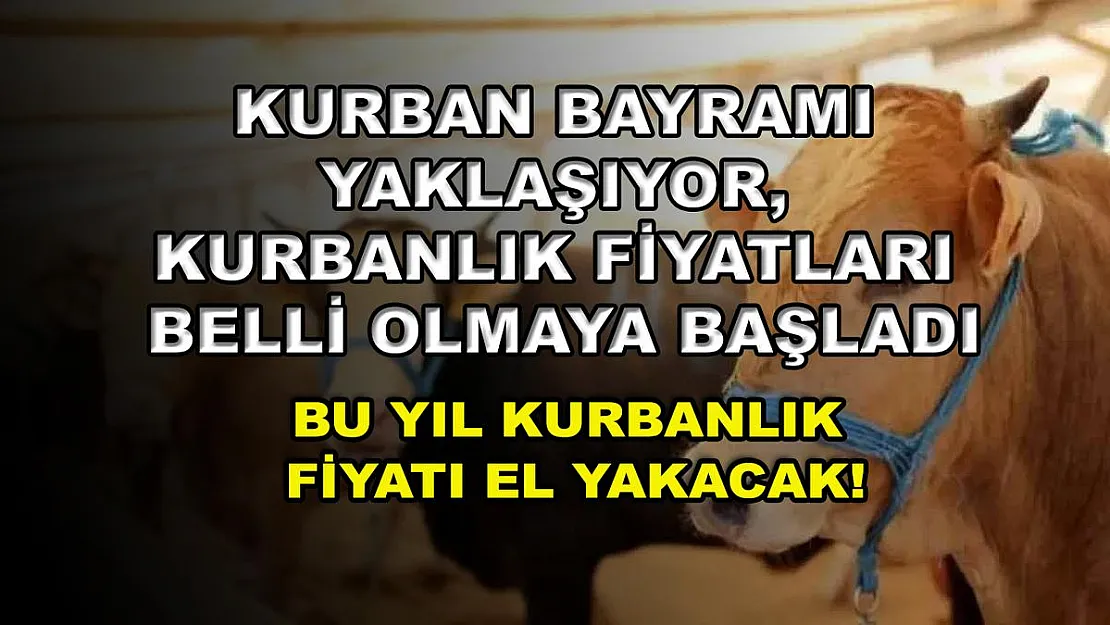 Kurban Bayramı yaklaşıyor, kurbanlık fiyatları belli olmaya başladı: Bu yıl kurbanlık fiyatı el yakacak!