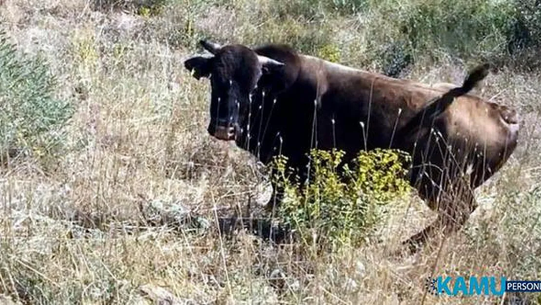 Kurban Bayramında Kaçan Boğa Erzincan'da Bir Yaylada Bulundu