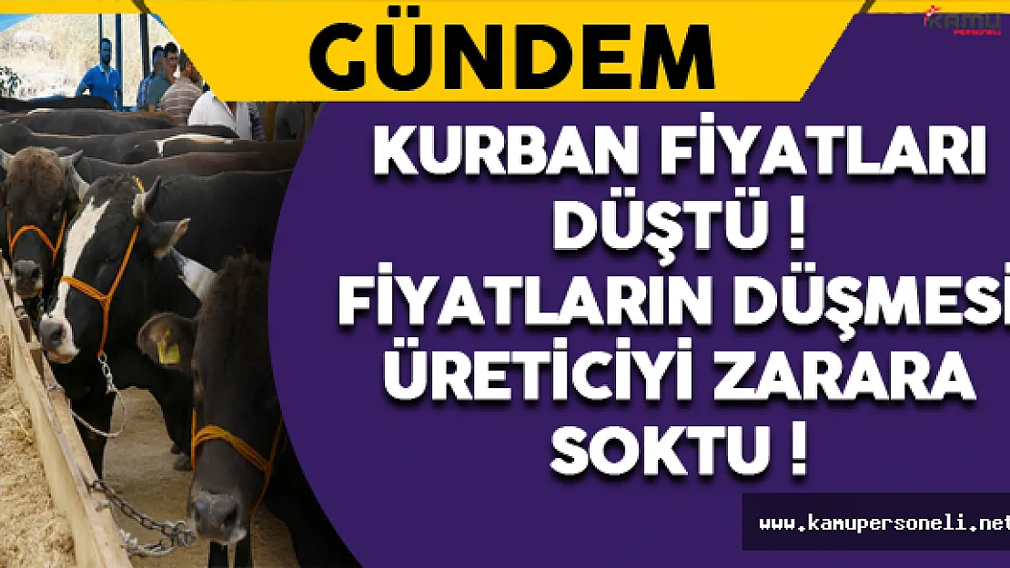 Kurban Fiyatlarındaki Düşüş Üreticiyi Zarara Soktu