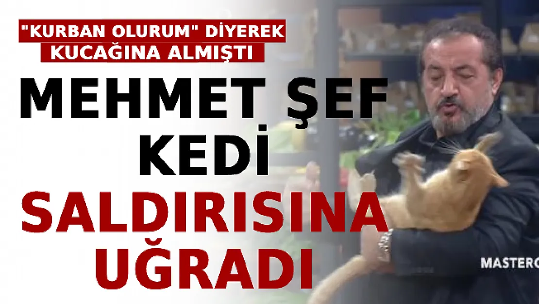 'Kurban Olurum' Diyerek Kucağına Almıştı: Mehmet Şef Kedi Saldırısına Uğradı