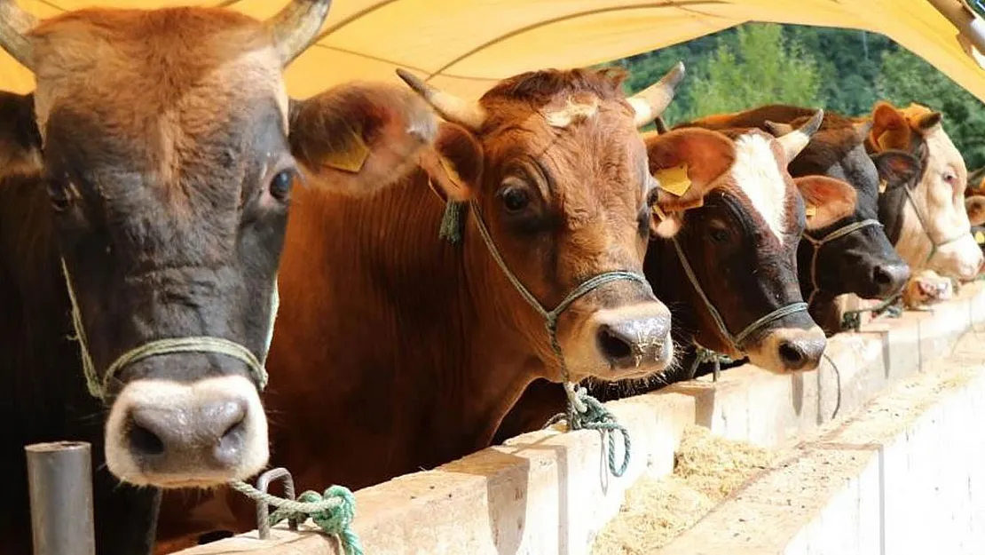 Kurbanlık Fiyatları Belli Oldu! Büyükbaş Ve Küçükbaşta Kilo Fiyatları Yüzde Yüz Zamlandı