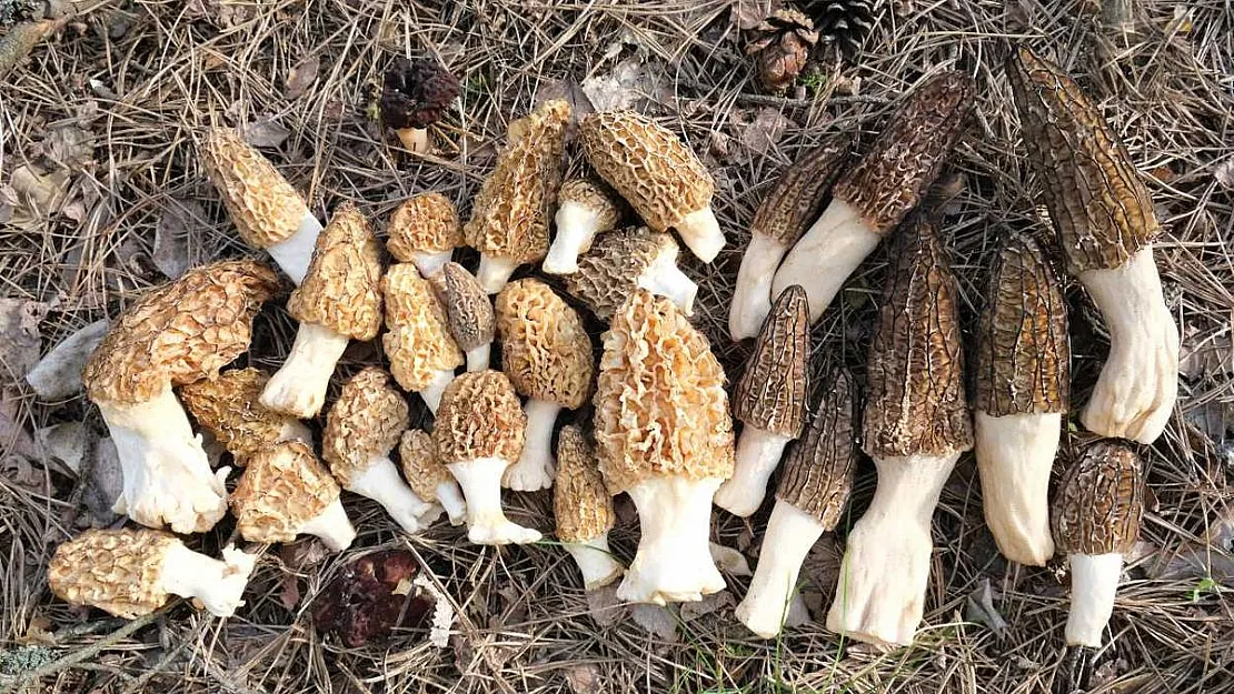 Kuzugöbeğinin kilosu gram altına erişti! Kuzugöbeği mantarı nedir, tadı nasıl, nasıl tüketilir?