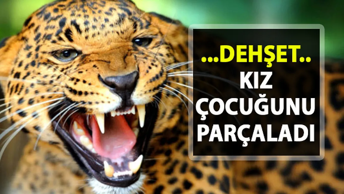 Leopar saldırısı dehşeti!.. Kız çocuğunu öldürdü!..