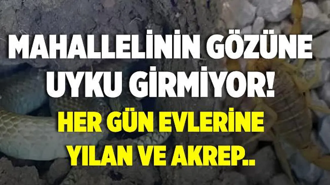 Mahallelinin gözüne uyku girmiyor! Her gün evlerine yılan ve akrep giriyor!
