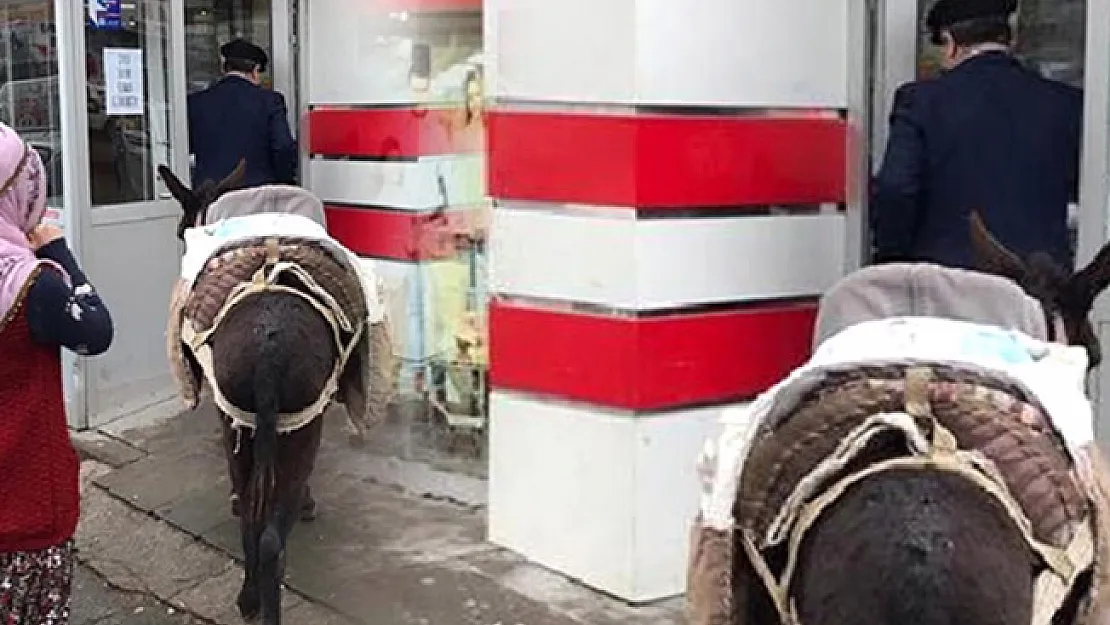 Markete Eşekle Gelmişti! 4 Bin 545 Lira Para Cezası Kesildi!
