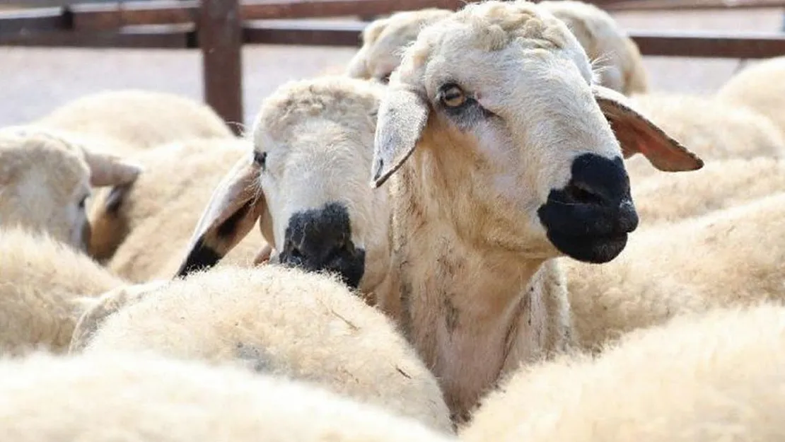 Merakla Beklenen Açıklama Geldi! Kurban Kesim Fiyatları Belli Oldu