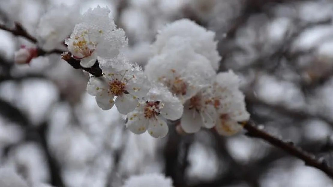 Meteoroloji'den bugün için önemli uyarı! Zirai don tehlikesi!