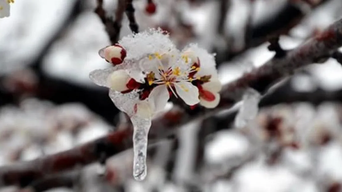 Meteoroloji'den Flaş Uyarı: Zirai Don