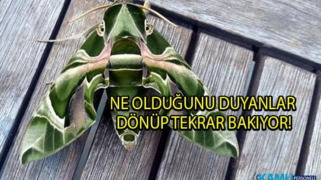 Muğla'nın Bodrum ilçesinde 'Daphnis Nerii' diğer adıyla mekik kelebeği görüldü