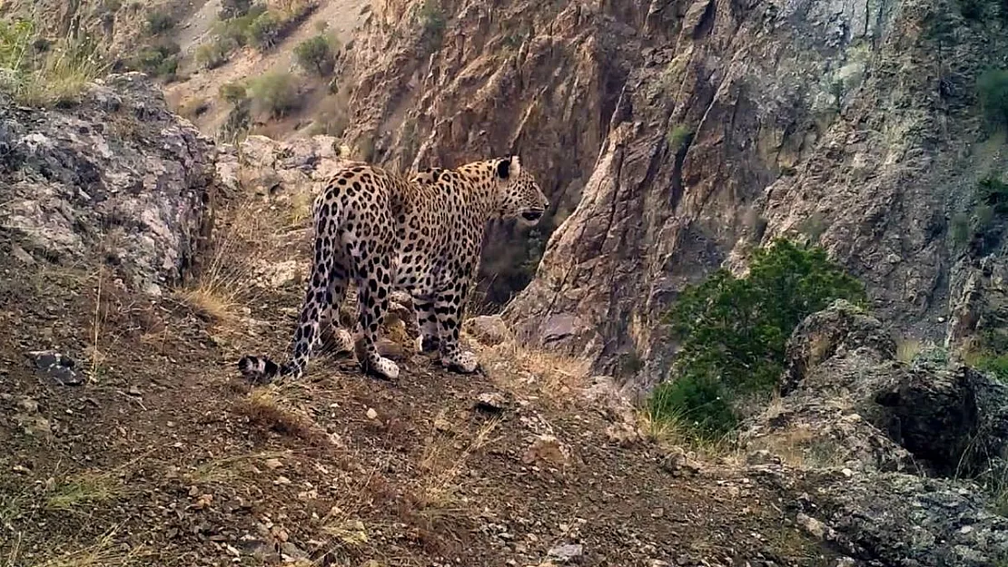 Nesli tükenen Anadolu Leoparı yıllar sonra yeniden fotokapana poz verdi!