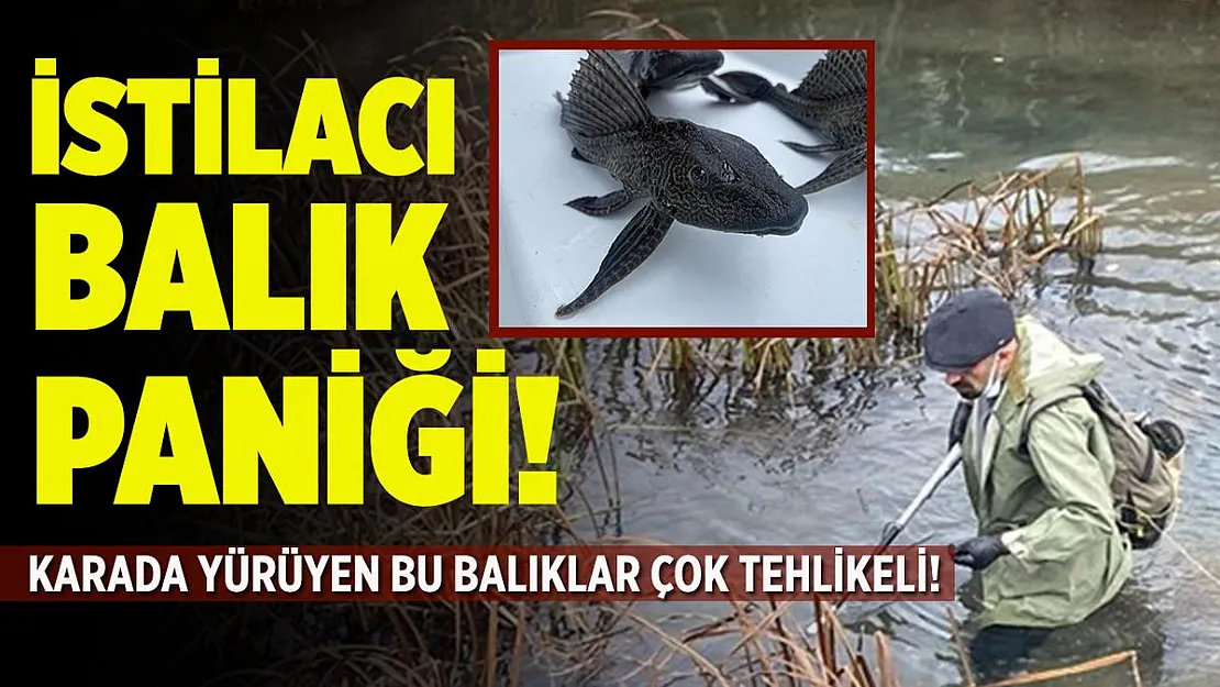 O ilimizde istilacı balık paniği! Karada yürüyor! Çok tehlikeli!