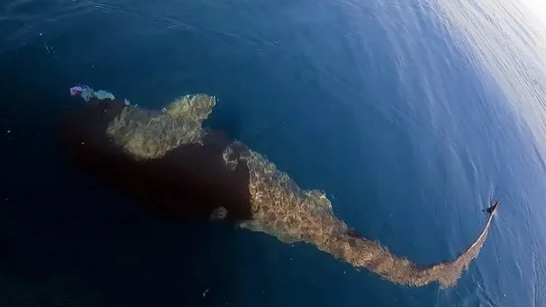 O ilimizde köpek balığı görüldü! Tam 3,5 metre boyunda!