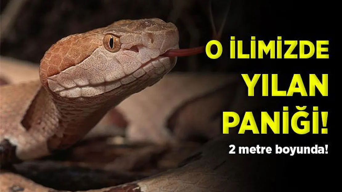 O ilimizde yılan paniği! Vatandaşlar tedirgin!