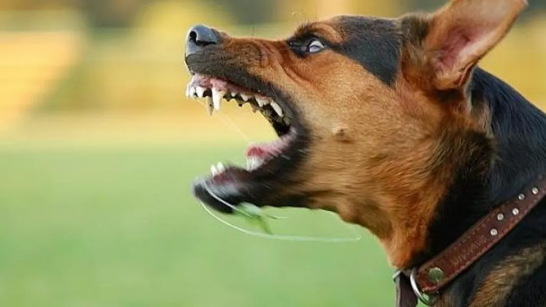 Okul Çıkışında Köpek Saldırısı ! Lise Öğrencisi Hayatını Kaybetti