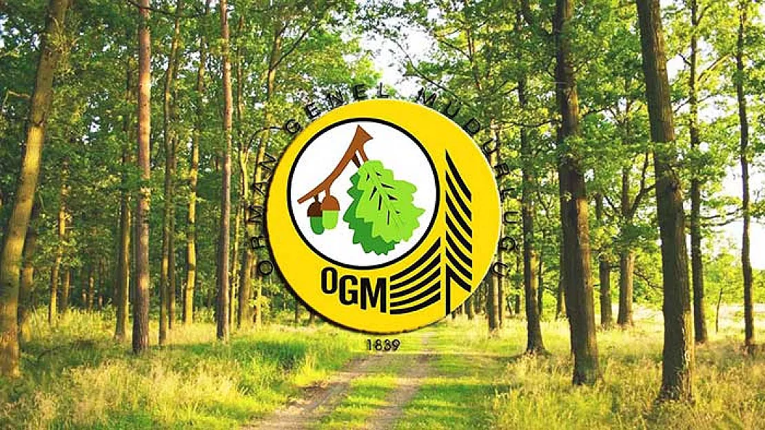 Orman Genel Müdürlüğü en az lise mezunu çok sayıda memur alımı yapıyor! İşte başvuru şekli ve aranan şartlar