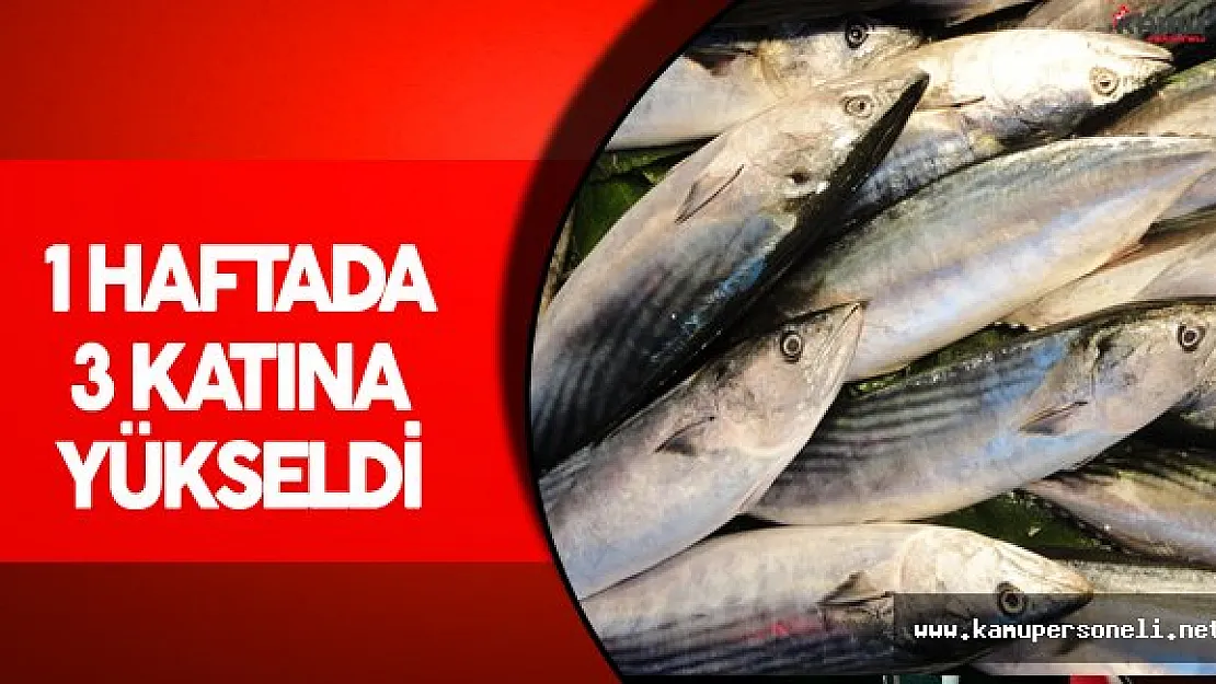 Palamut Fiyatlarında Büyük Artış ! 3 Katına Yükseldi