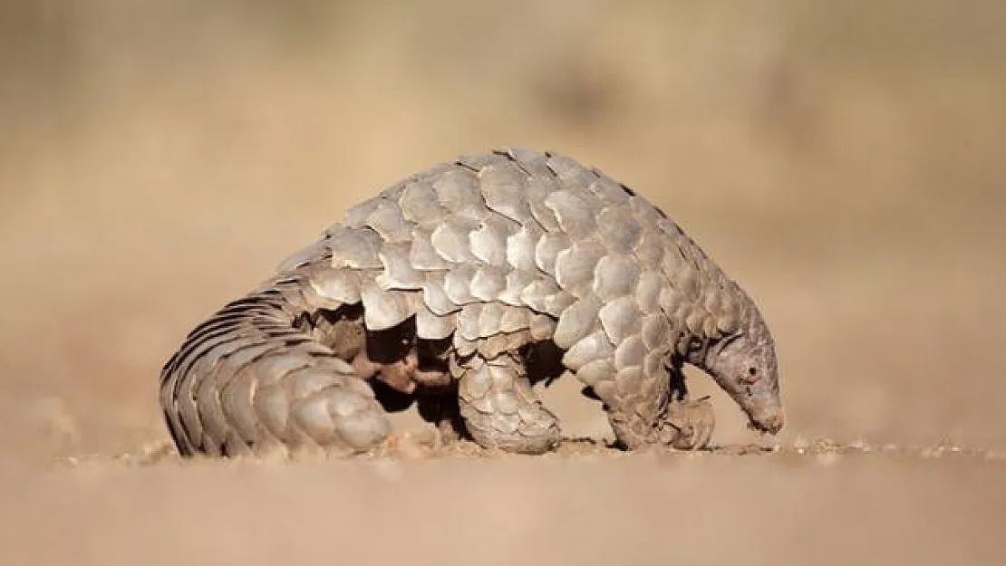 Pangolin nedir? Neyle beslenir? Pangolin coronavirüsünü nasıl bulaştırdı?