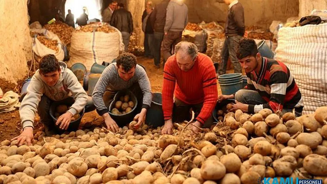 Patates fiyatları hakkında sevindirici gelişme! Hasatla birlikte 2,5 liraya kadar düştü...