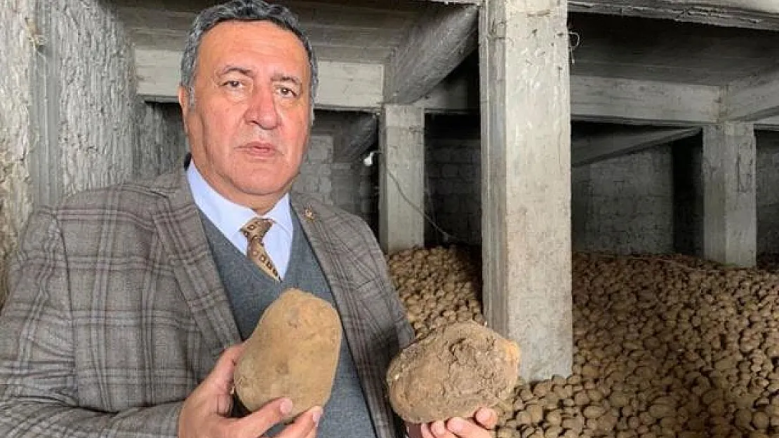 Patates sebebiyle 26 ilde karantina başladı! Patates yerken çok dikkat edin!