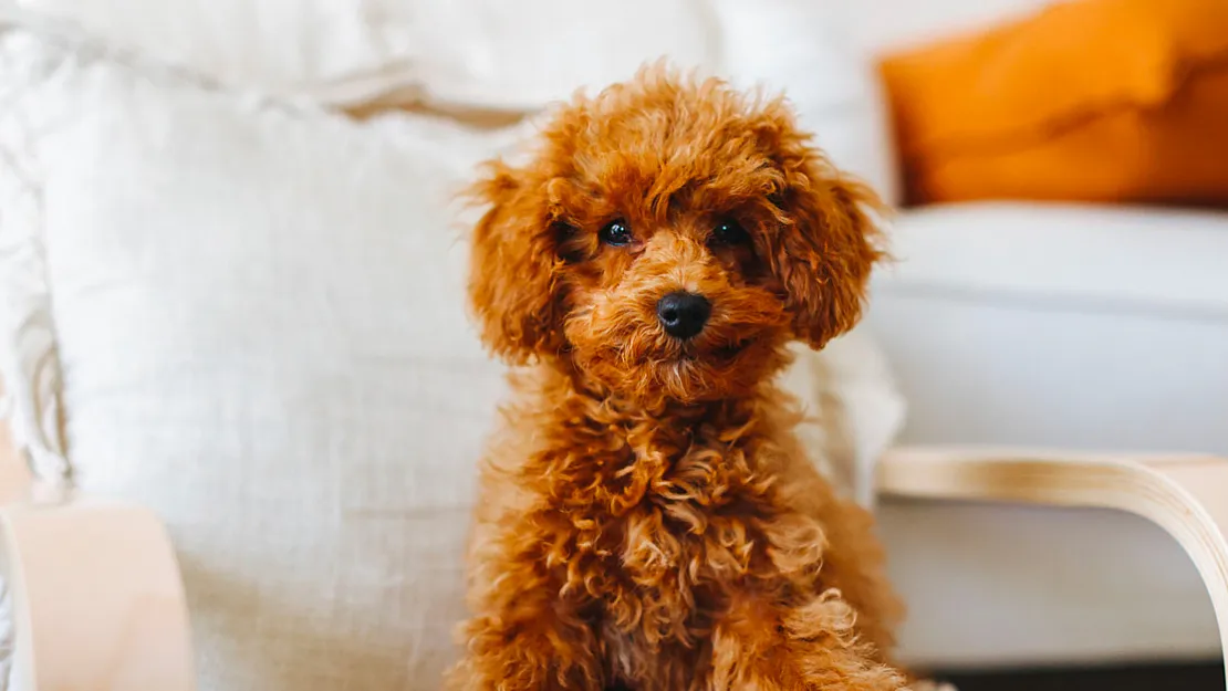Poodle Özellikleri & Bakımı